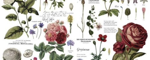 stampe trasferibili stile botanico